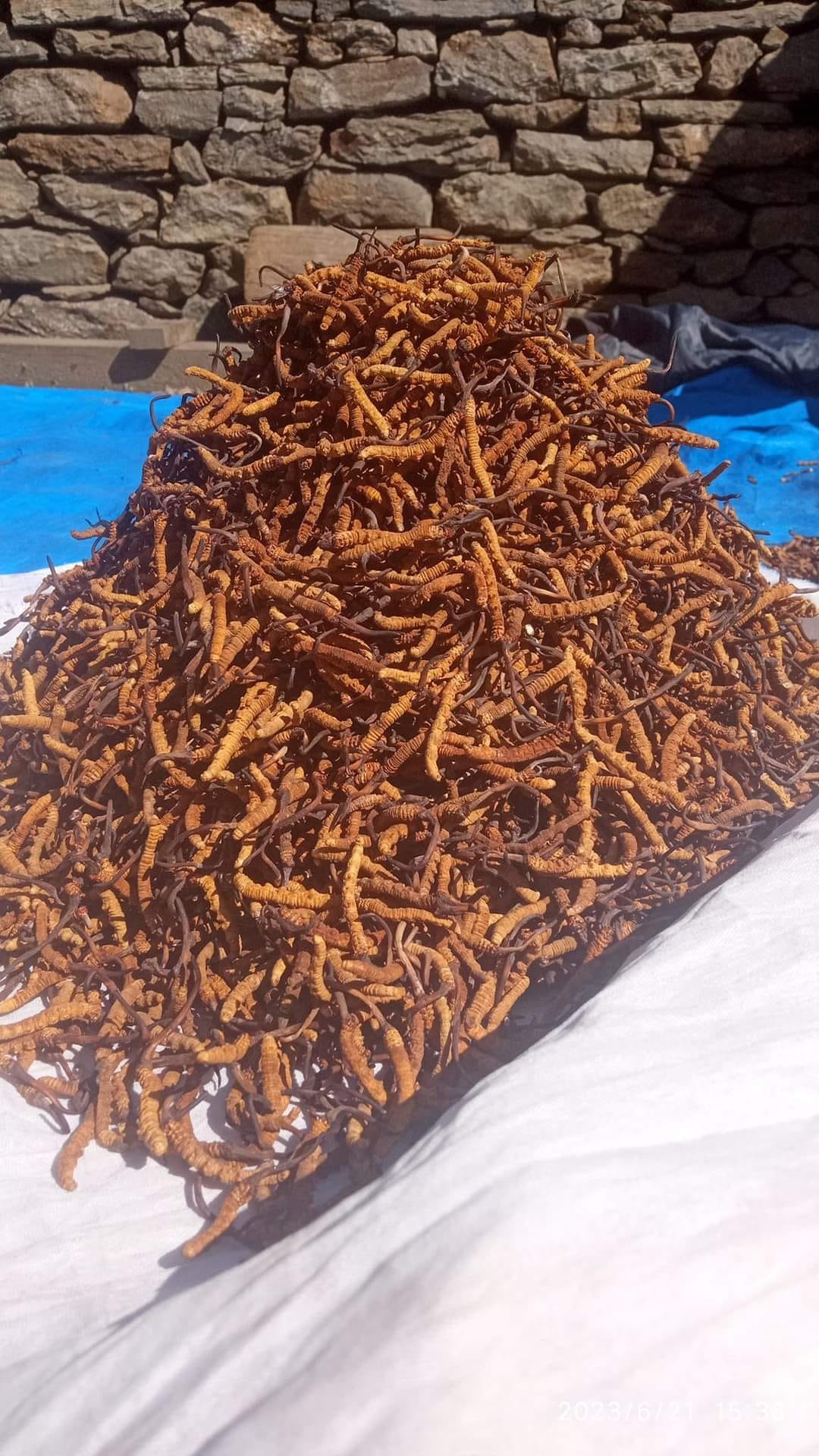 Cordyceps