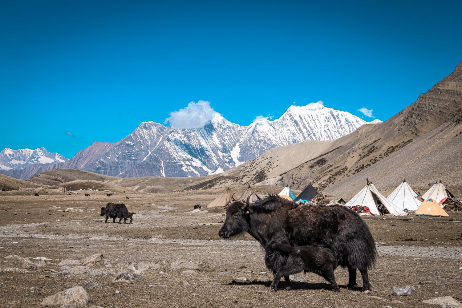 Himalayan Herbs